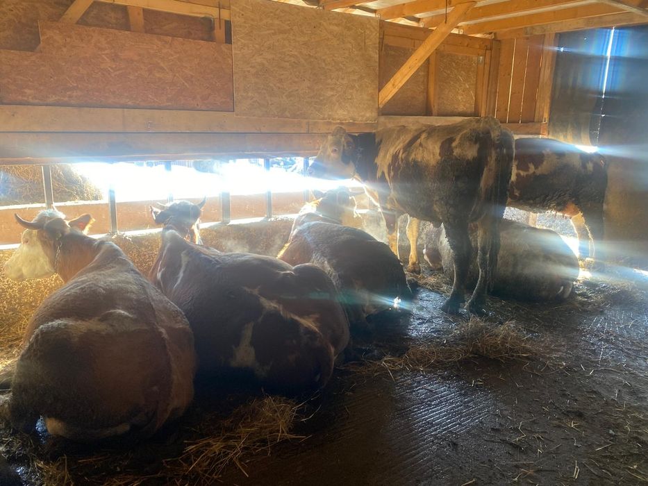 Vand vaci si juninci