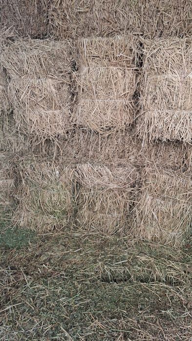 Сено чистый клевер