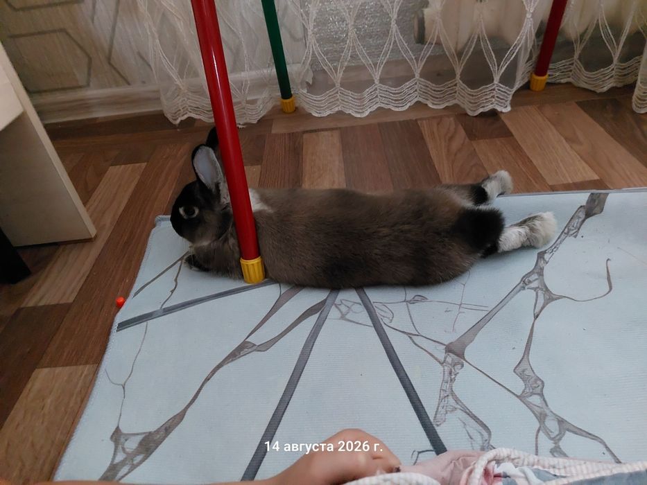 Продам кролика мальчик