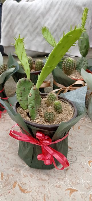 Цветя за 8-ми март, цвете за градината, седуми в саксия, кактуси