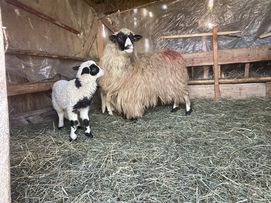 Vand Oaie Breaza cu doua mielute!