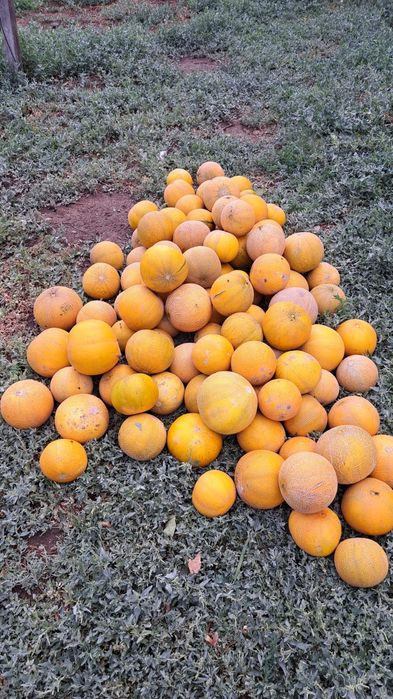 Продам арбузы и дыни