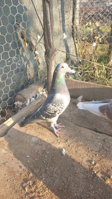 Ocazie! Vand mascul voiajor sport, an 2023, ochii albi, zburat !