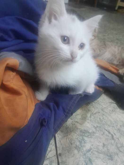 Котята)милые..шустрые