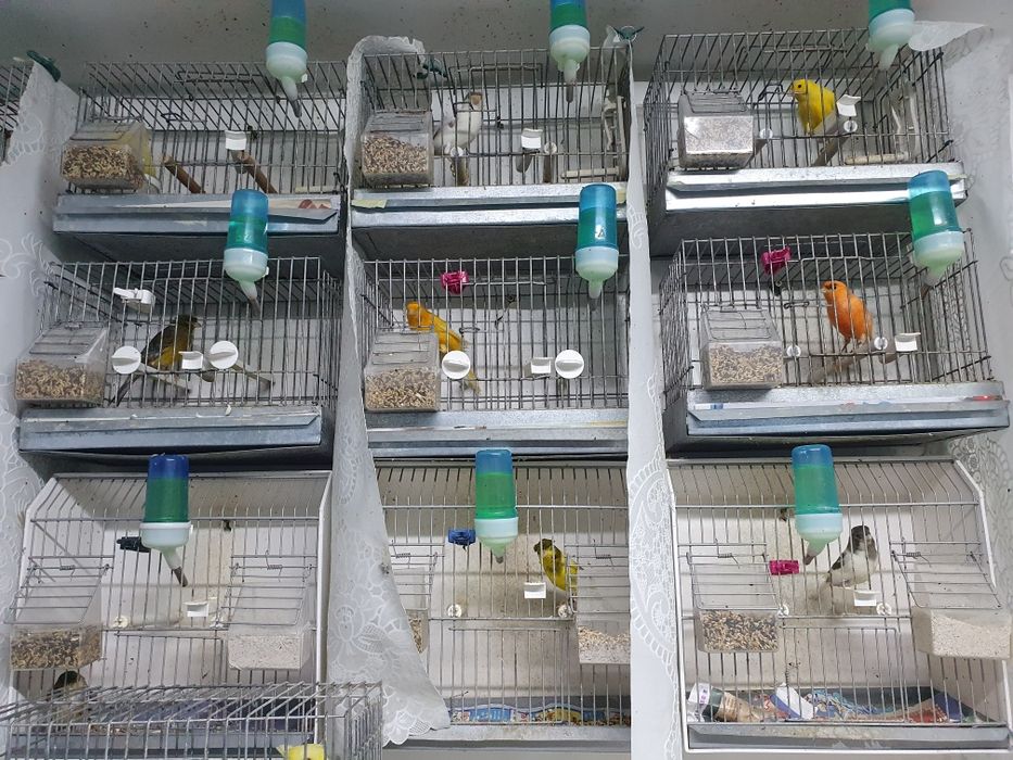Vând canari Slavujari diferite culori din crescătorie proprie