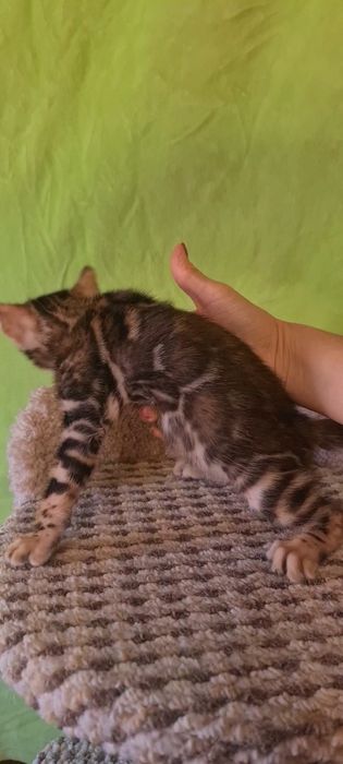 Бронь на всеми любимых бенгалов