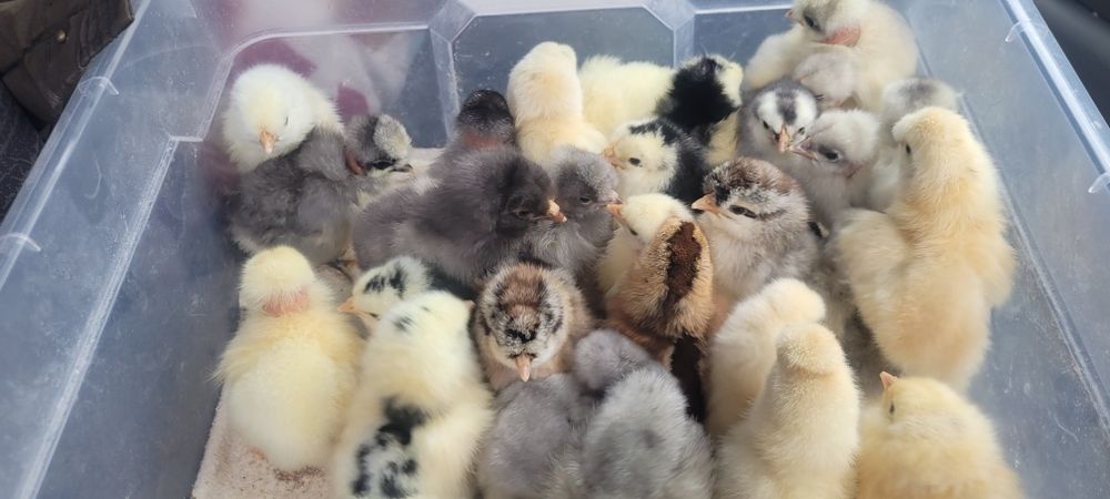 Pui de găină, pui de o zi.