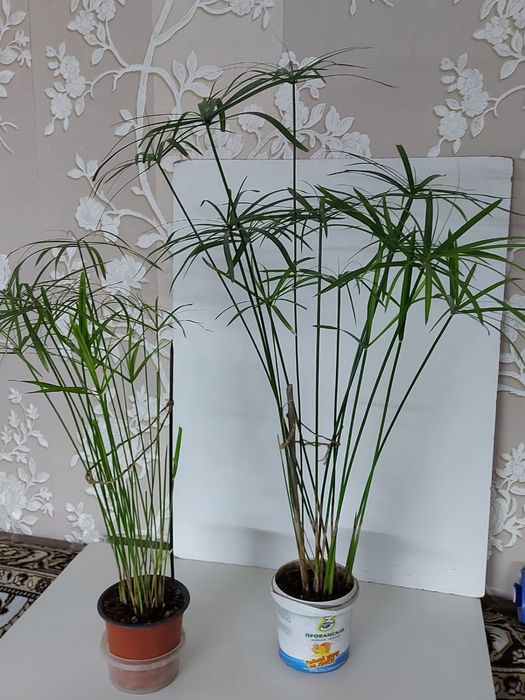 Циперусы большие