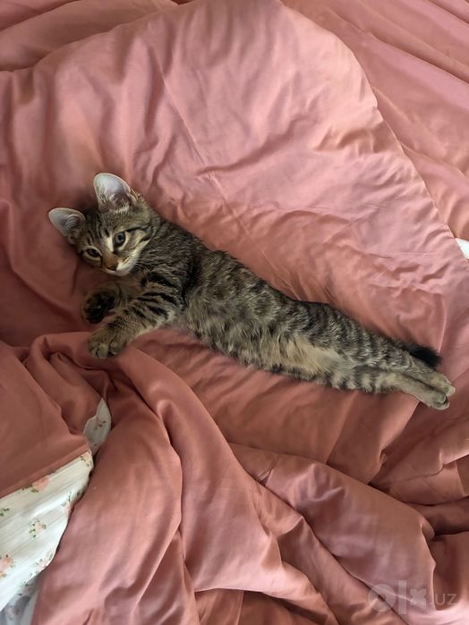 Котенок в добрые руки