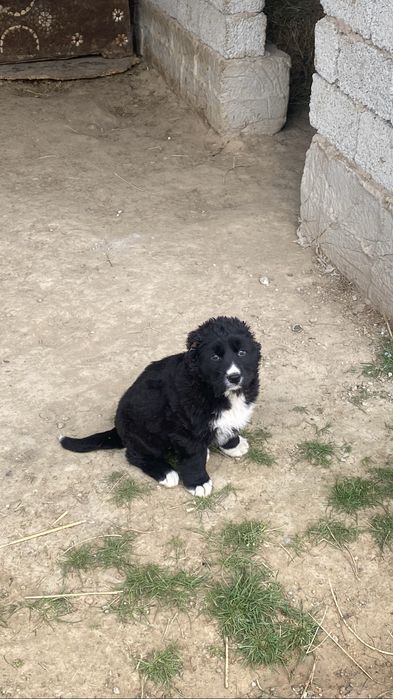 Күшік иттер собаки