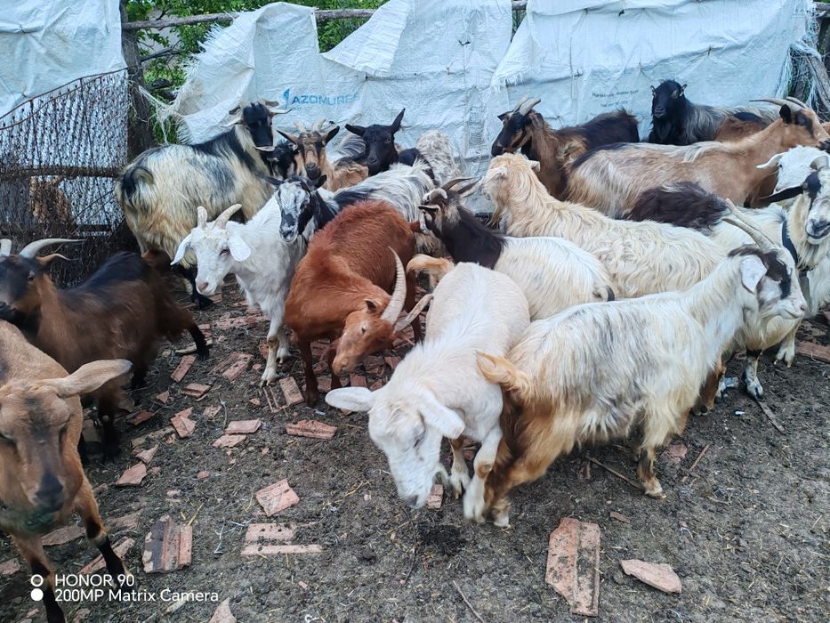 Caprele cu și fără lapte