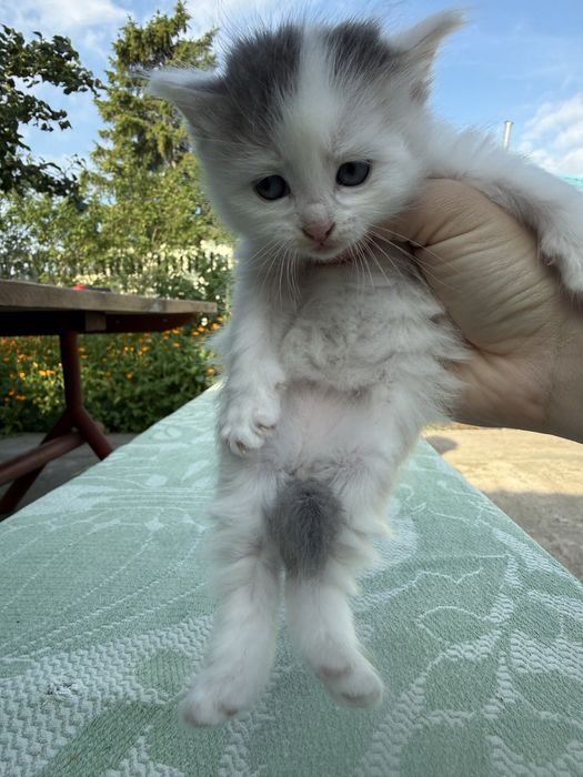 Котики в хорошие руки