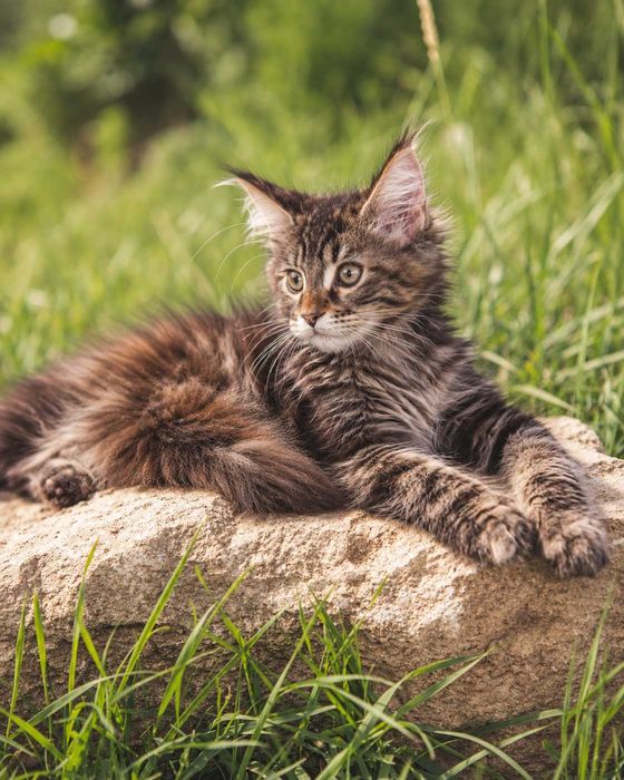 NIRA – Maine Coon femelă f22, pedigree | LYNX RUNE CODE