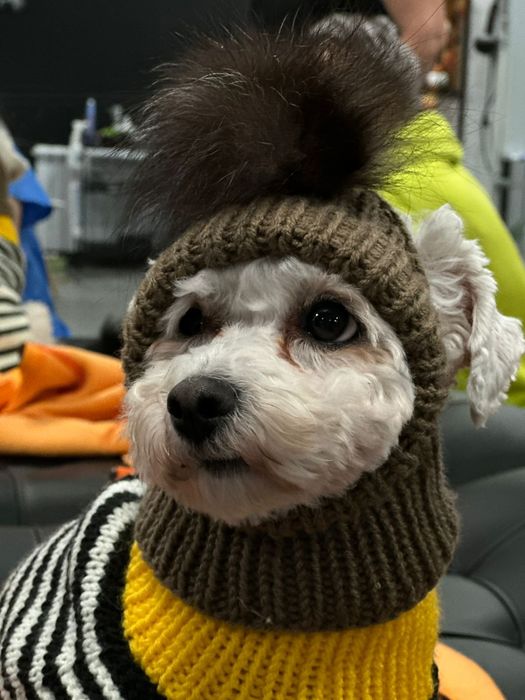 Вязание для собак