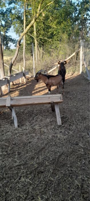 tap alpin francez de 2 ani