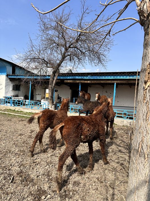 Жабағылар сатамын