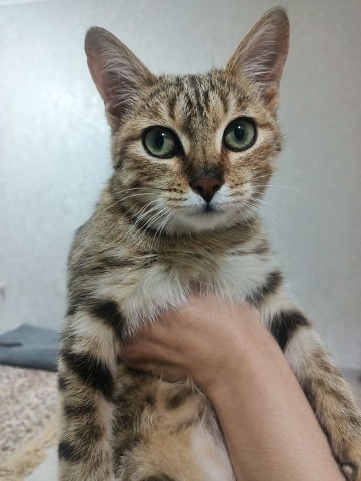 Отдам кошечку 5 месяцев