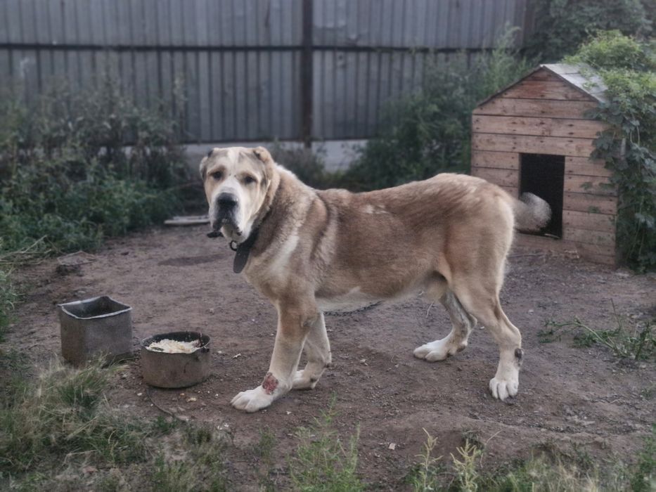 Кобель супертяж на вязку