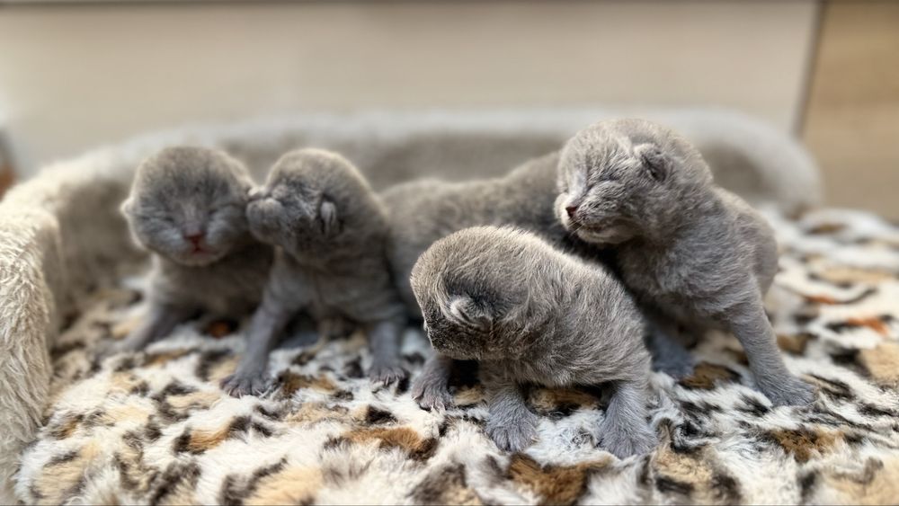 Открыто раннее бронирование на котят премиум класса