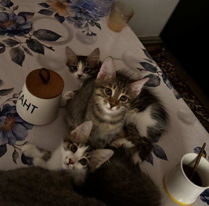 Отдаются в добрые руки 3 котёнка