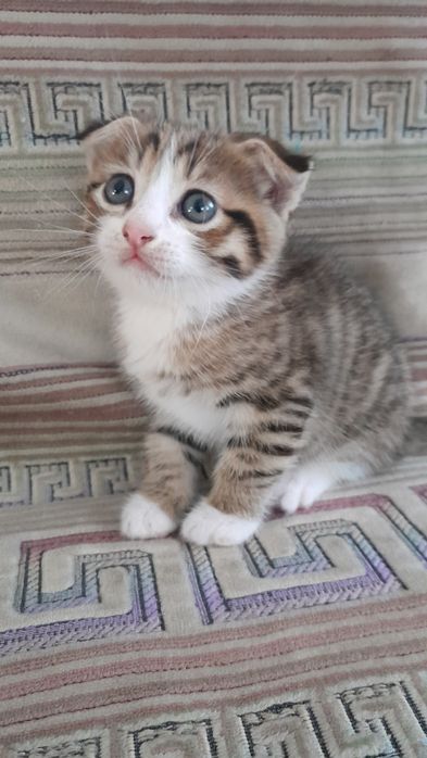 Отдам котенка вислоушку