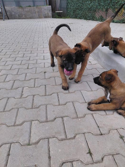 Белгийска овчарка