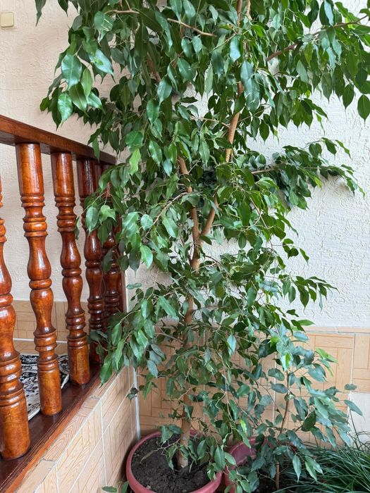 Цвиток фикус в горшке