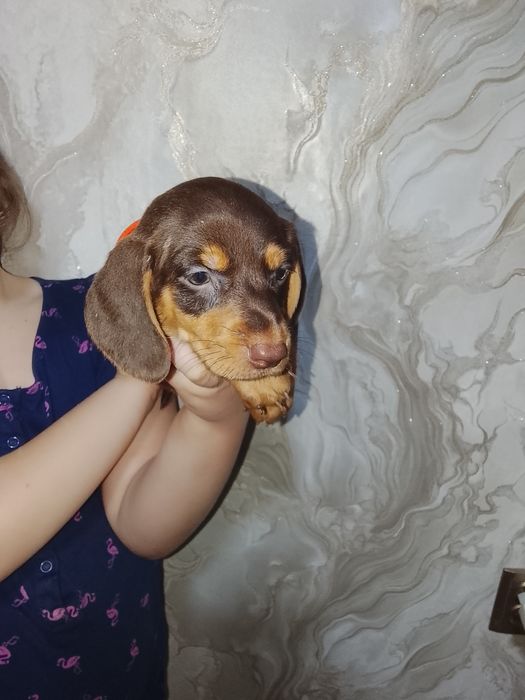 Продам щенков таксы