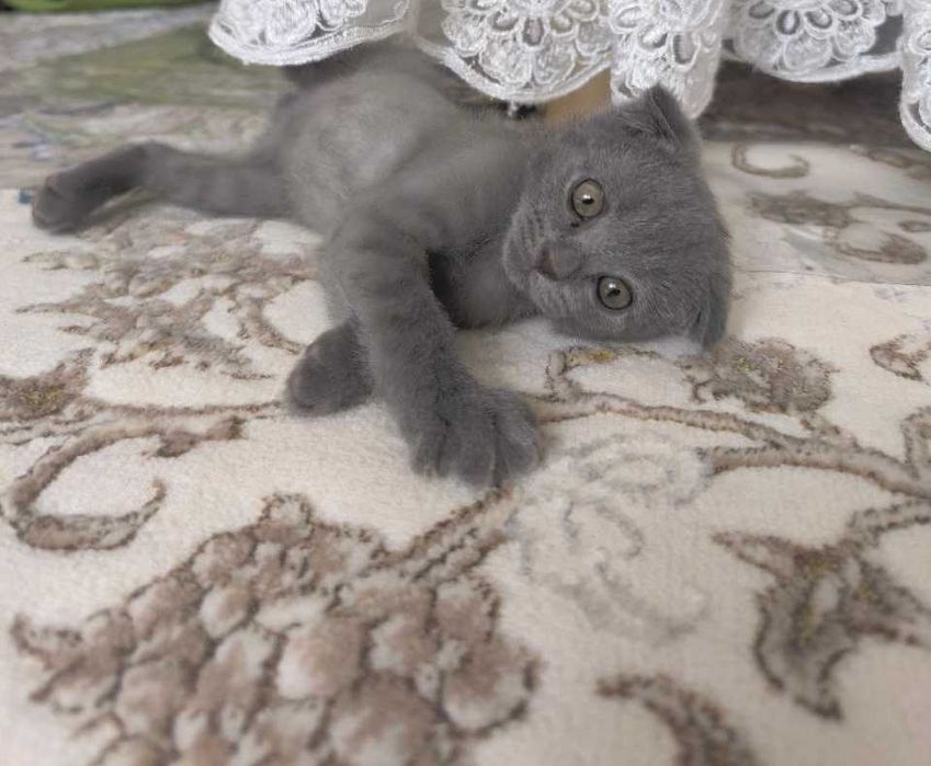 Продается котенок скотиш фолд