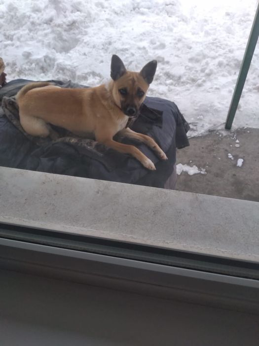 Маленькая стерилизованная девочка ищет дом!