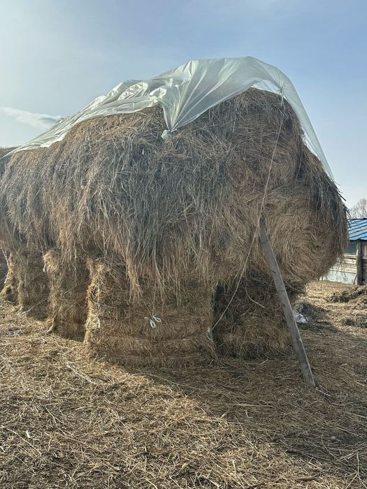 Продам сено в рулонах