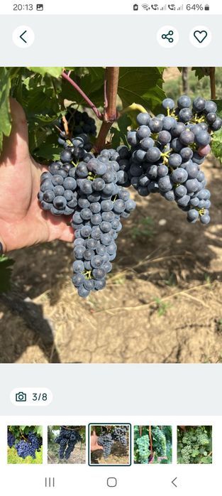 Merlot de calitate superioara direct din vie