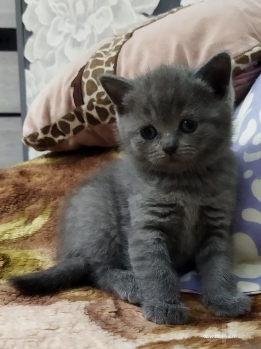 Продаются чистокровные котята