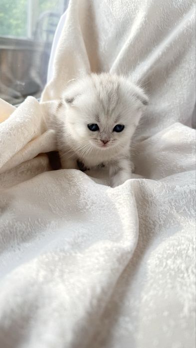 Продаются очаровательные котята