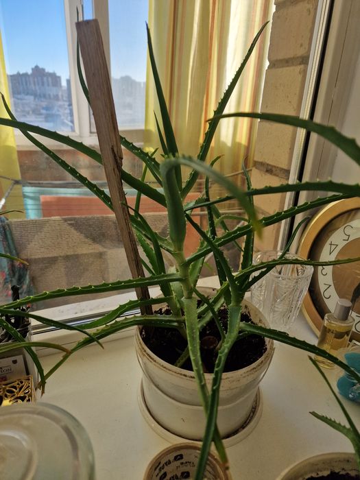 Продам алоэ 4хлетки