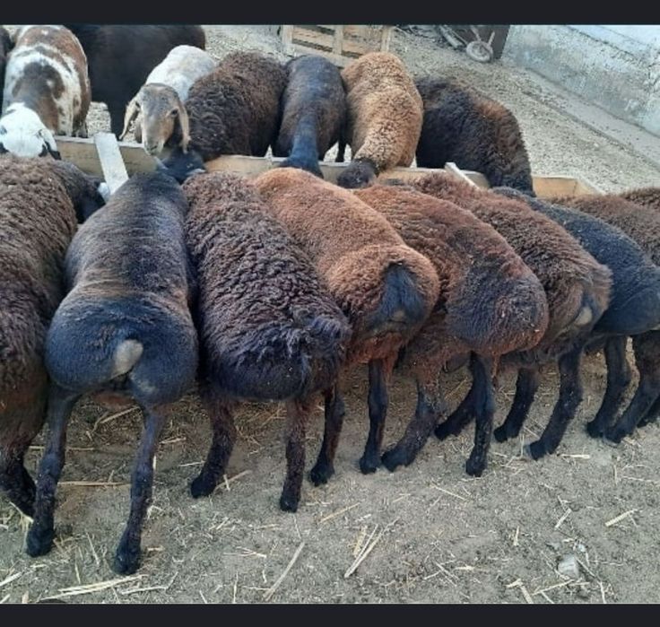 Бордақланған қошқарлар сатылады