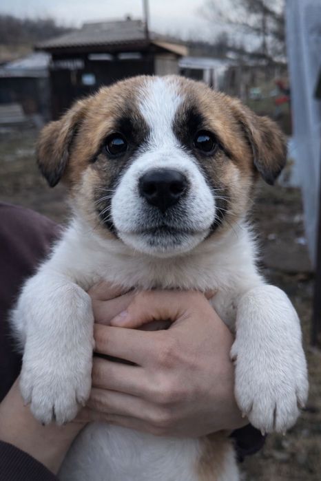 Не покупай! Возьми с приюта!!