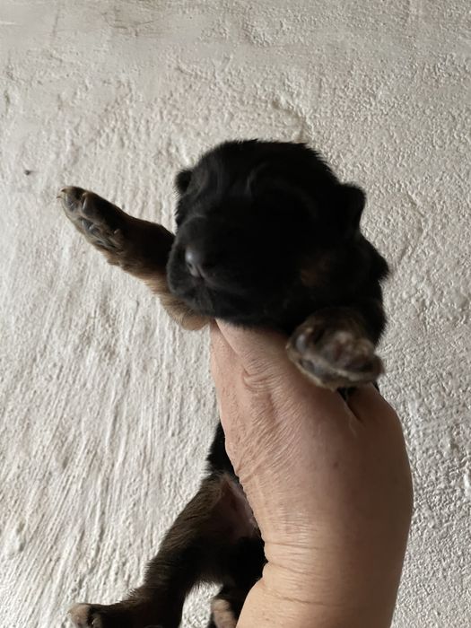 Щенки немецкой овчарки