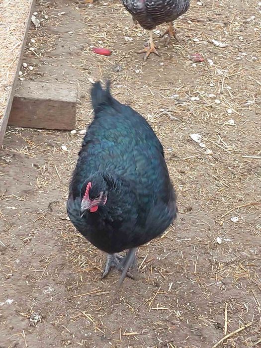 Кокошки джърси гигант