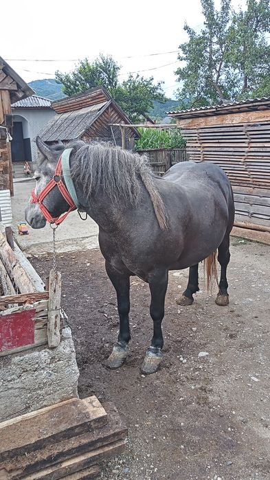 Mănză de vânzare