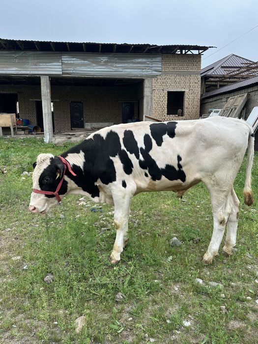 Buqa sotiladi golshteyn