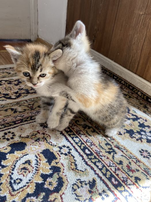 Котята в хорошие руки