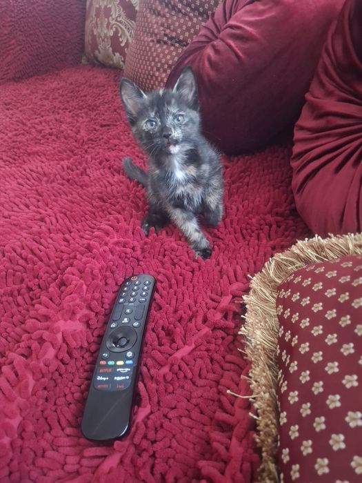 Отдам котят мальчик и девочка