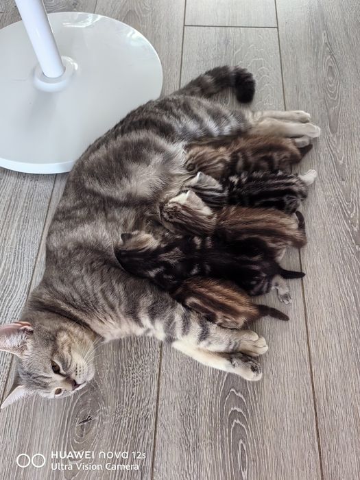 Продам Шотландских котят