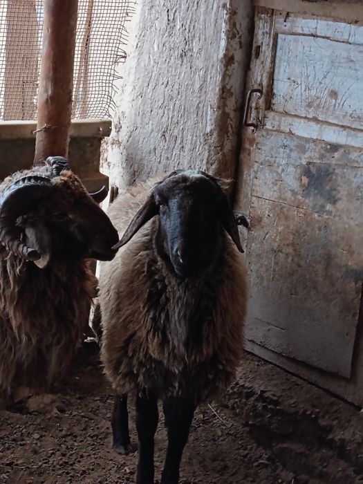 Хошкар 2 уда 1 казахы 1 гксарски