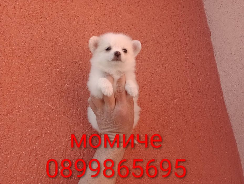 Мини Шпиц - Померан.
Мъжки и женски кученца.