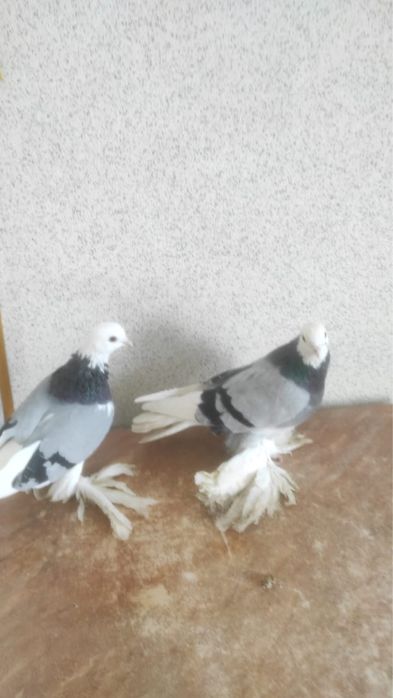 Продам голубей 30.000 голова