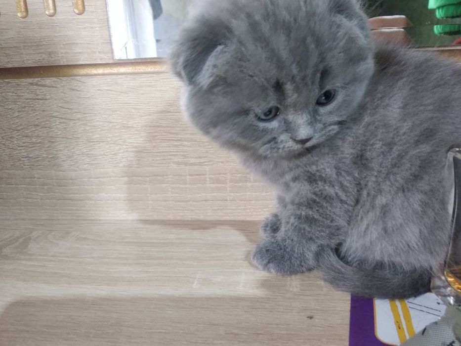 Мушукчалар сотилади.