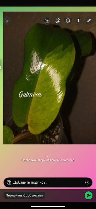 Комнатные растентя Цветы филодендрон хоя