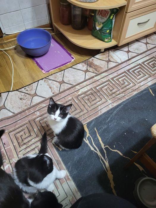 Отдаю хорошеньких котят